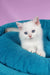 Quixy | british shorthair kitten