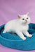 Quixy | british shorthair kitten