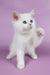 Quixy | british shorthair kitten