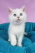 Quixy | british shorthair kitten