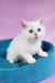 Quixy | british shorthair kitten