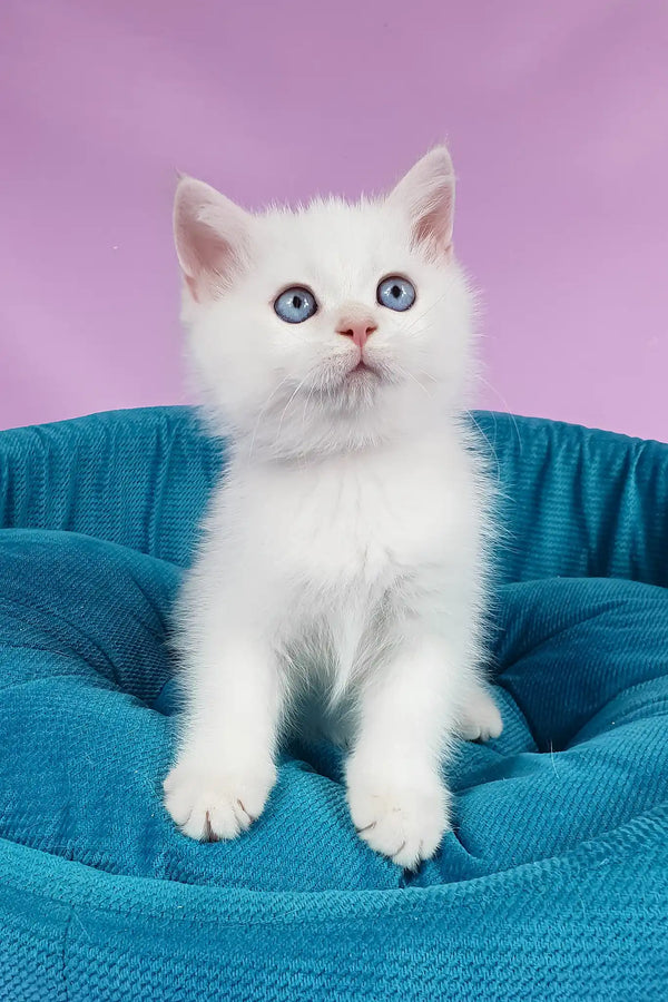 Quixy | british shorthair kitten