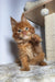 Adorable Maine Coon kitten with fluffy orange fur and bright eyes, perfect for cuddles