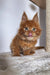 Fluffy orange Maine Coon kitten with pointed ears and bright eyes in Qwert product