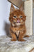 Fluffy Maine Coon kitten with pointed ears and a cute pink tongue out