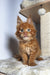 Adorable Maine Coon kitten with fluffy orange fur and bright eyes, perfect for cuddles