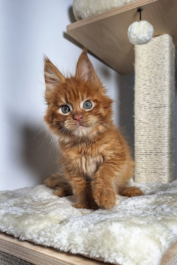 Adorable Maine Coon kitten with fluffy orange fur and bright eyes, perfect cuteness overload