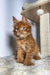 Fluffy orange Maine Coon kitten with bright eyes and tufted ears for Qwert product