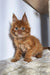 Fluffy orange Maine Coon kitten with bright blue eyes and pointed ears