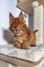 Fluffy orange Maine Coon kitten with pointed ears chilling on a cat tree