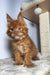 Fluffy orange Maine Coon kitten with bright eyes and long fur cuddles up cutely