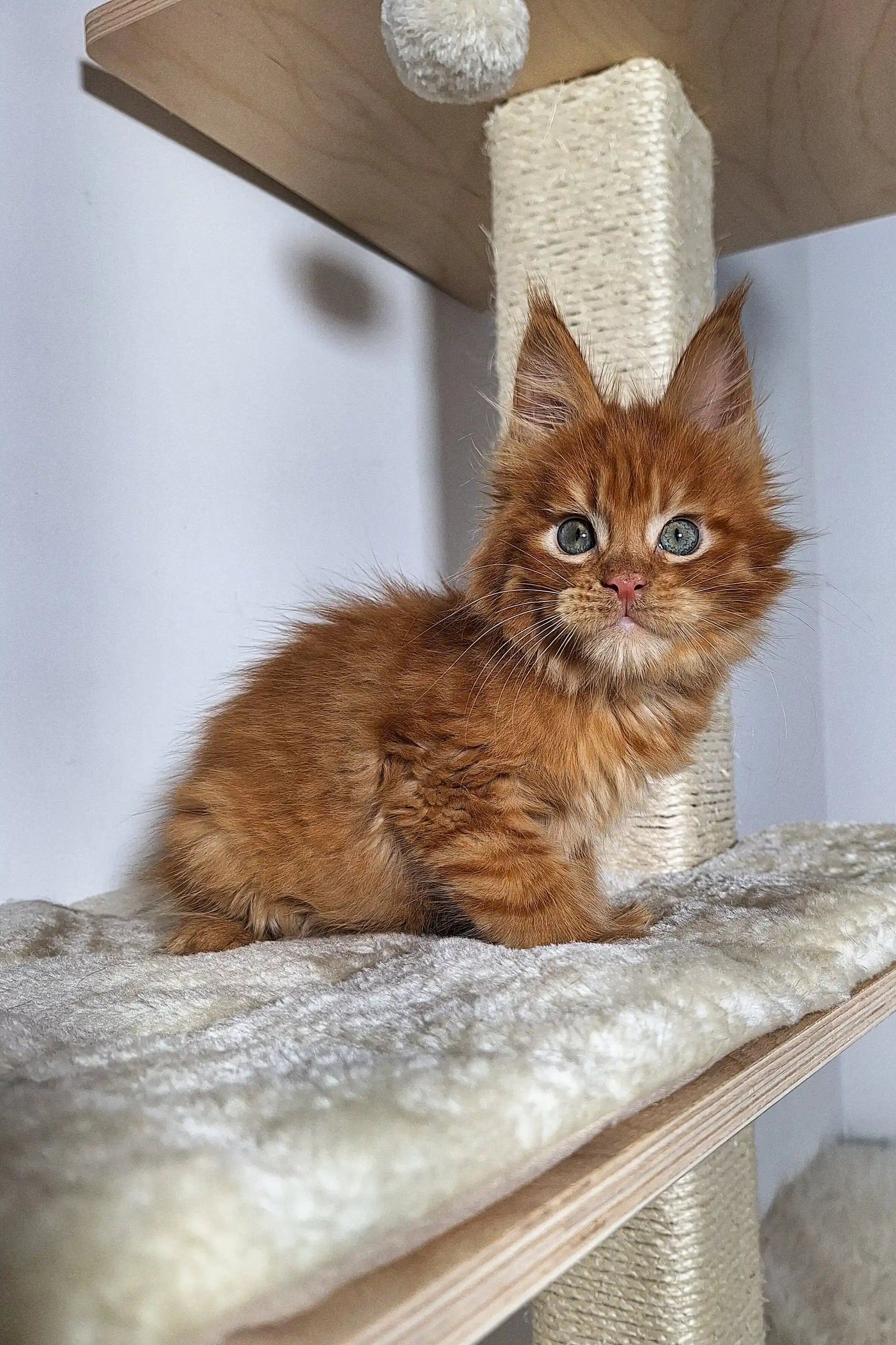 Maine Coon Kittens for Sale Qwert | Kitten
