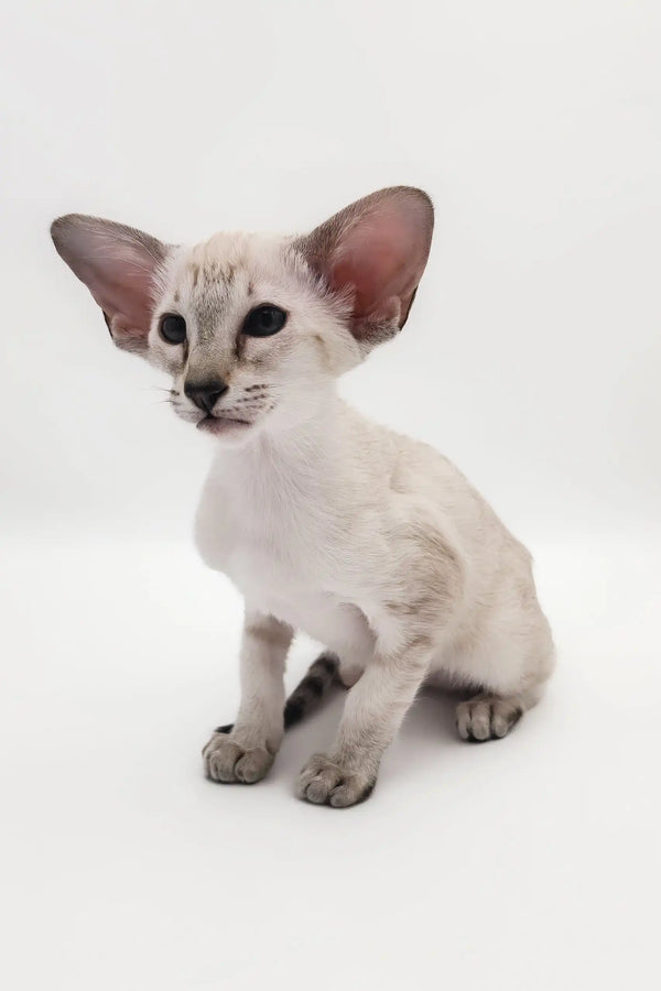 Adorable Oriental Shorthair kitten named Rachel ready to find her forever home