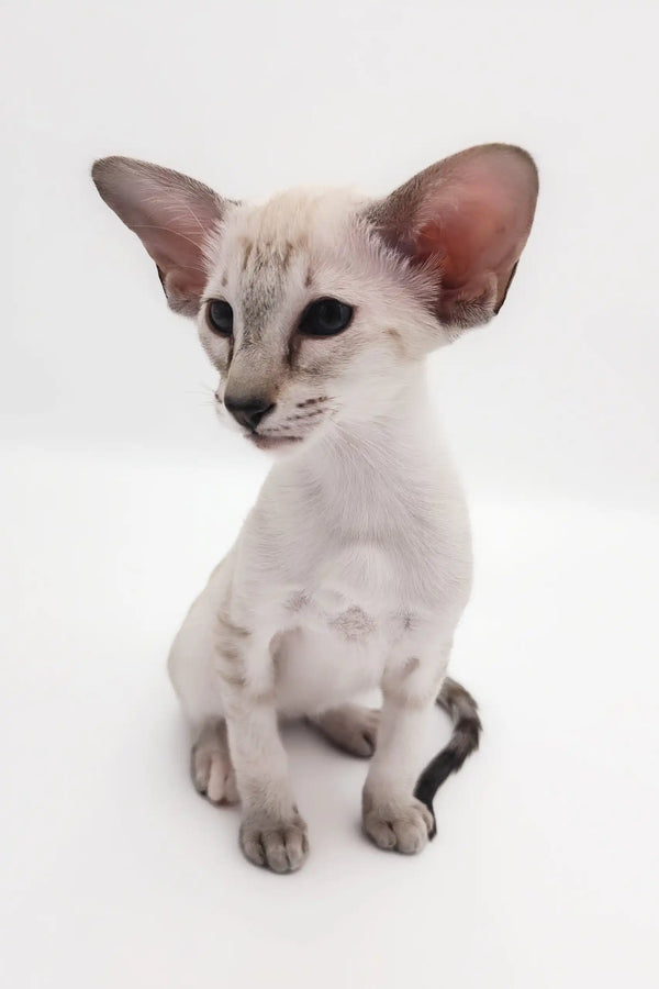 Cute Oriental Shorthair kitten named Rachel playing with a toy