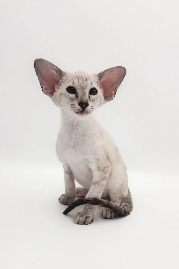 Cute Oriental Shorthair kitten named Rachel ready for a loving home