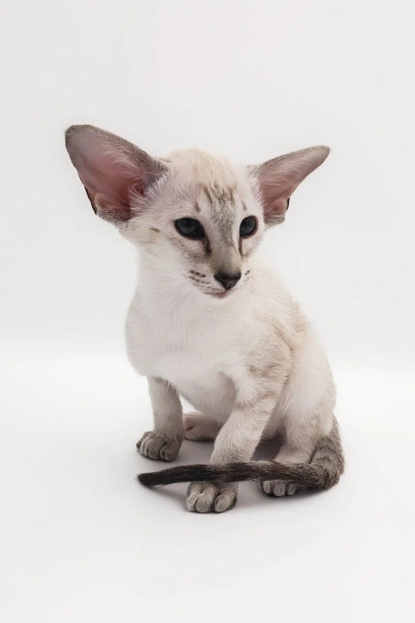 Adorable Oriental Shorthair kitten named Rachel, ready for a loving home