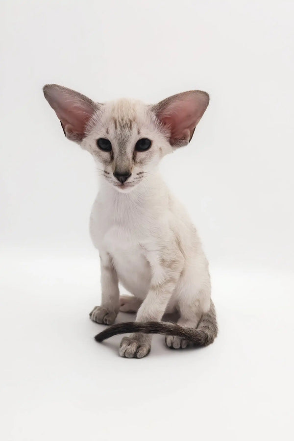 Elegant Oriental Shorthair kitten named Rachel in a cozy setting