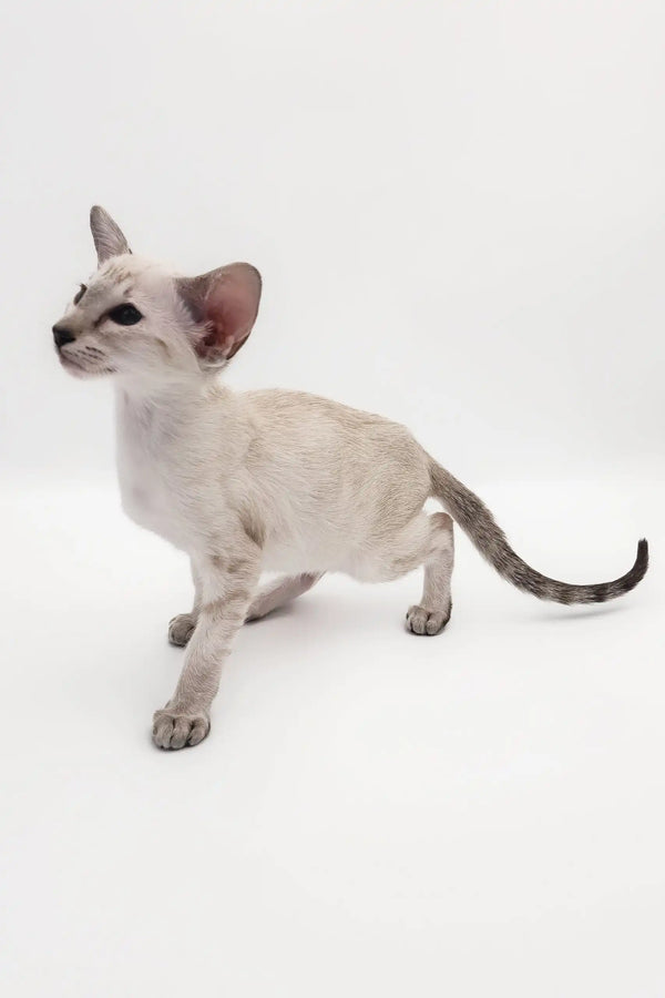 Elegant Oriental Shorthair cat named Rachel in a stylish kitten product display