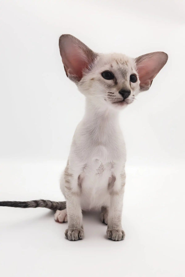 Elegant light-gray Oriental Shorthair kitten named Rachel in a cozy pose