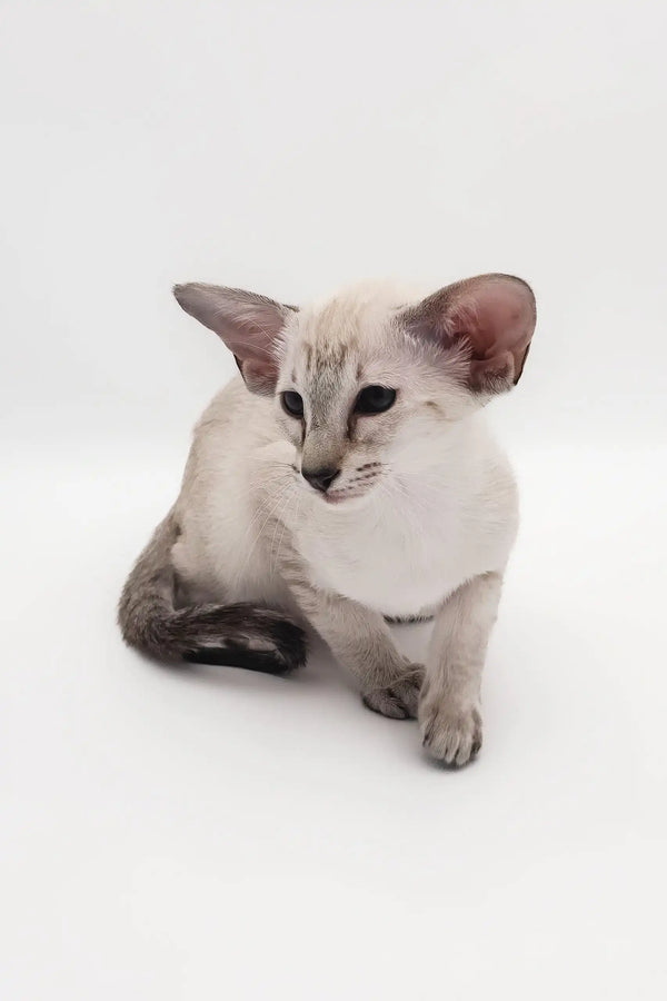 Elegant Siamese cat with large ears featured in Rachel Oriental Shorthair Kitten product