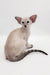 Lilac Oriental Shorthair kitten named Rachel lounging cutely in a cozy spot