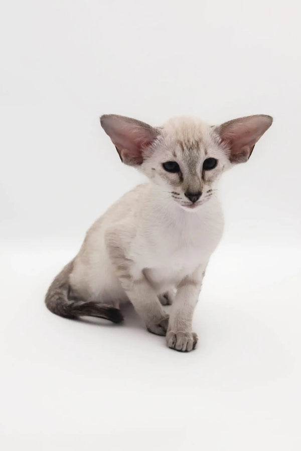 Lilac Point Oriental Shorthair kitten named Rachel looking adorable in a cozy setting