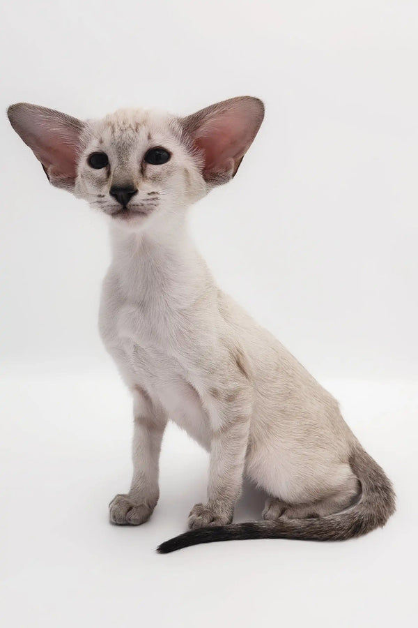 Lilac point Oriental Shorthair kitten named Rachel showcasing its unique beauty