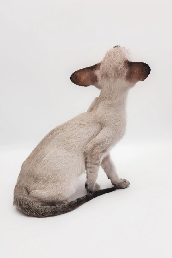 Lilac point Oriental Shorthair kitten named Rachel looking adorable in a cozy setting