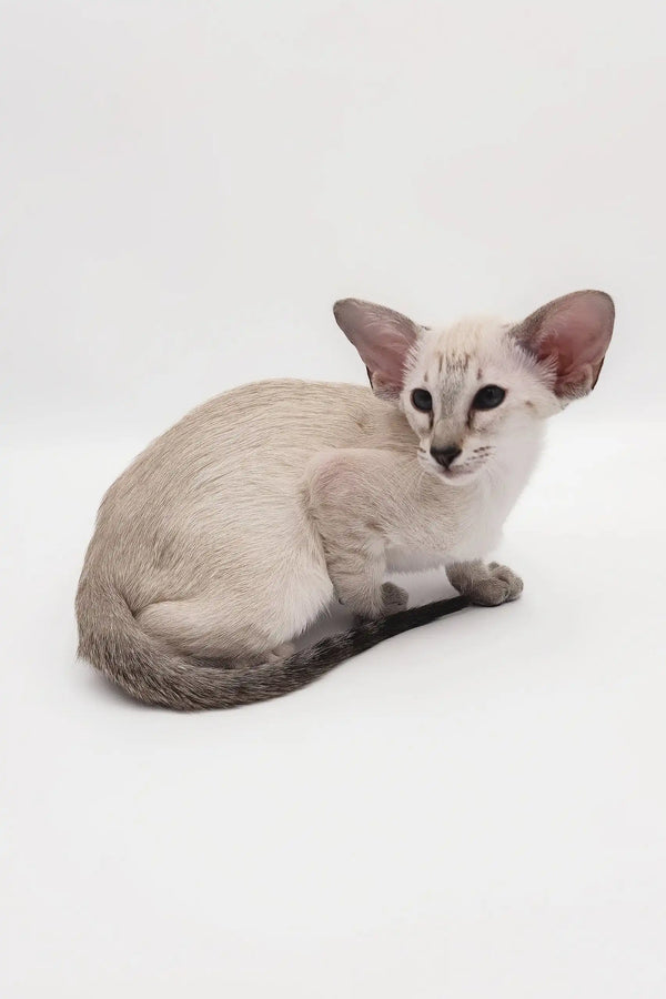 Lilac Point Oriental Shorthair Kitten Rachel looking cute and playful in a cozy setting