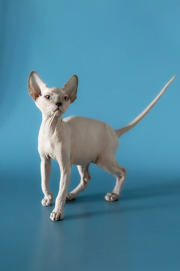 Hairless Canadian Sphynx kitten with large ears and long tail standing alert