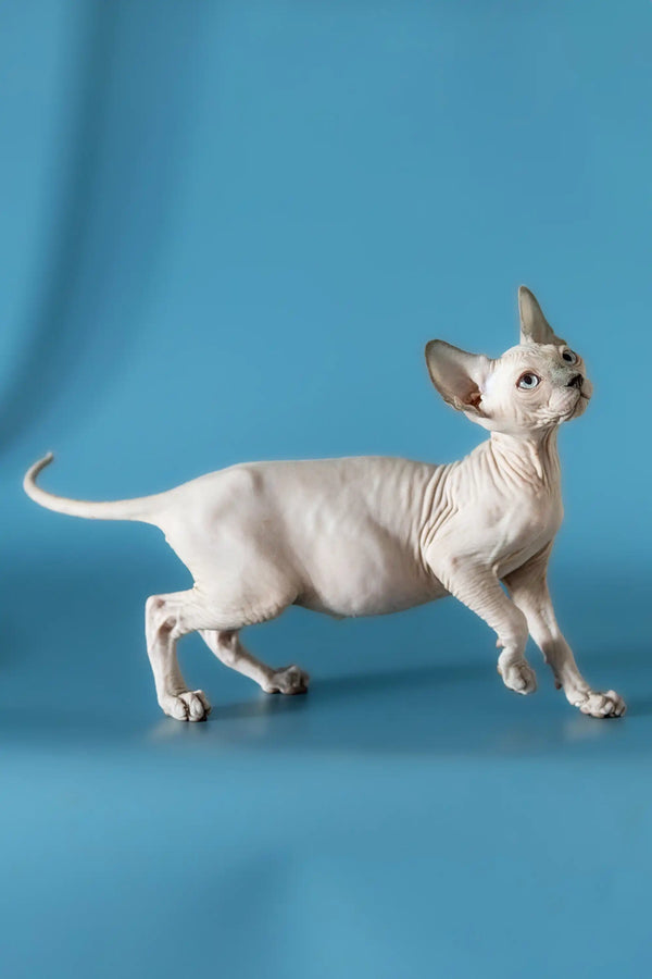 Hairless Canadian Sphynx kitten with wrinkled skin and big ears standing proudly