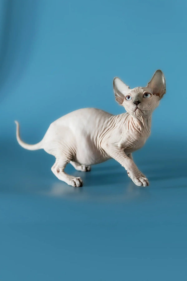 Hairless Canadian Sphynx kitten with wrinkled skin and big ears standing proudly
