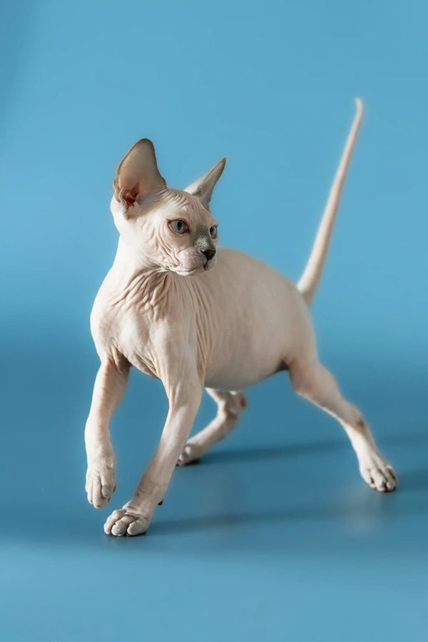 Hairless Canadian Sphynx kitten standing alert with its tail raised, ready for adventure
