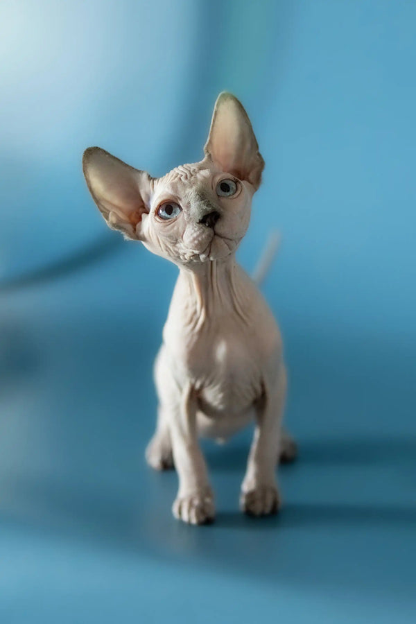 Adorable Hairless Sphynx cat showcasing the charm of a Canadian Sphynx kitten