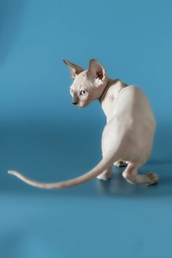 Hairless Canadian Sphynx kitten with big ears and a long tail, named Rado