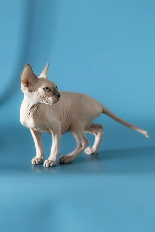 Hairless Sphynx cat standing alert, showcasing the playful nature of a Canadian Sphynx kitten