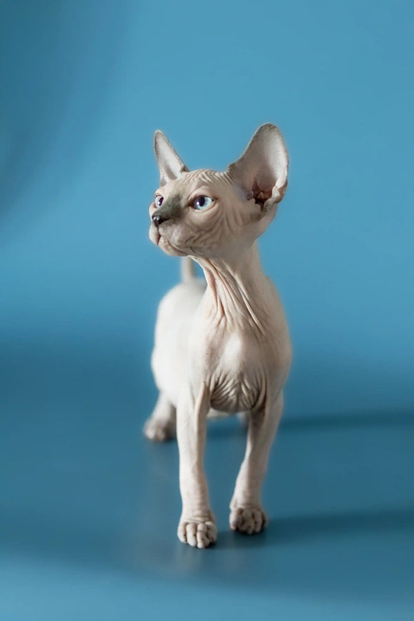 Hairless Canadian Sphynx kitten with big ears and wrinkled skin standing alert
