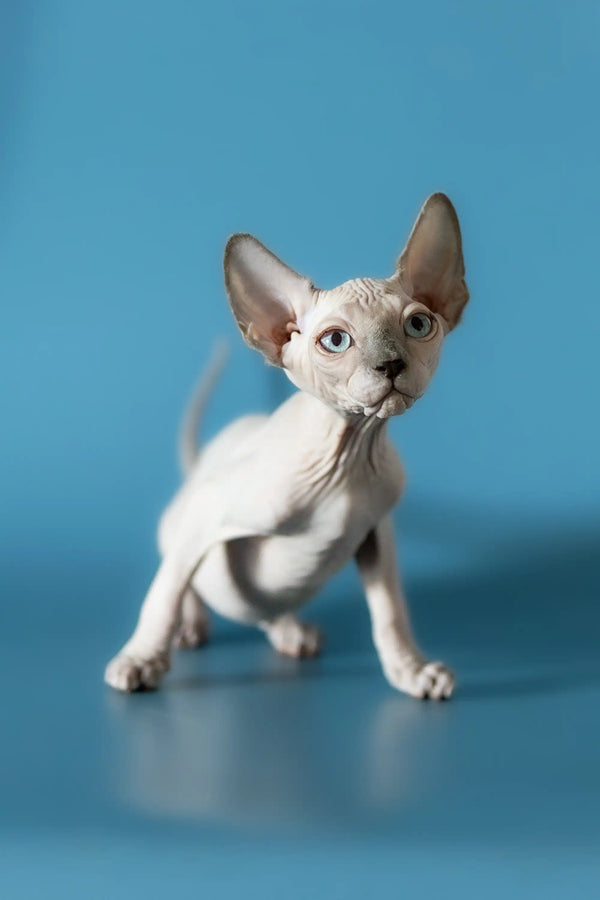 Adorable Hairless Sphynx Kitten with big ears and cute wrinkles from Rado Canadian Sphynx