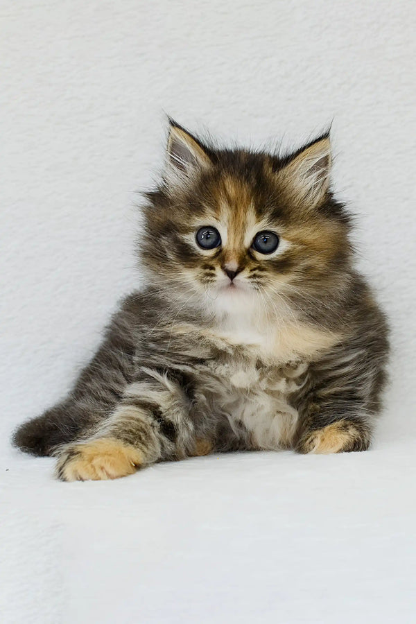 Raduga | siberian kitten