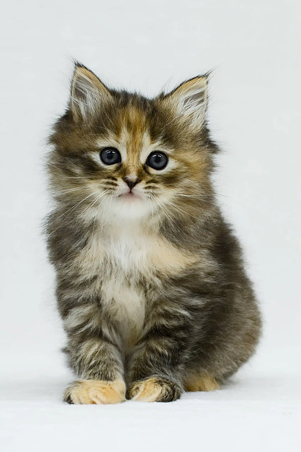 Raduga | siberian kitten