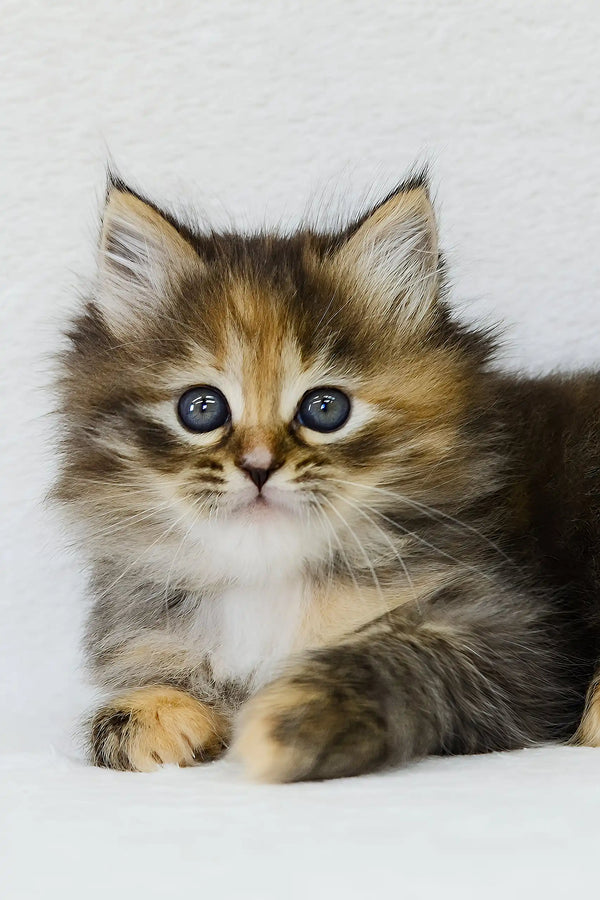 Raduga | siberian kitten