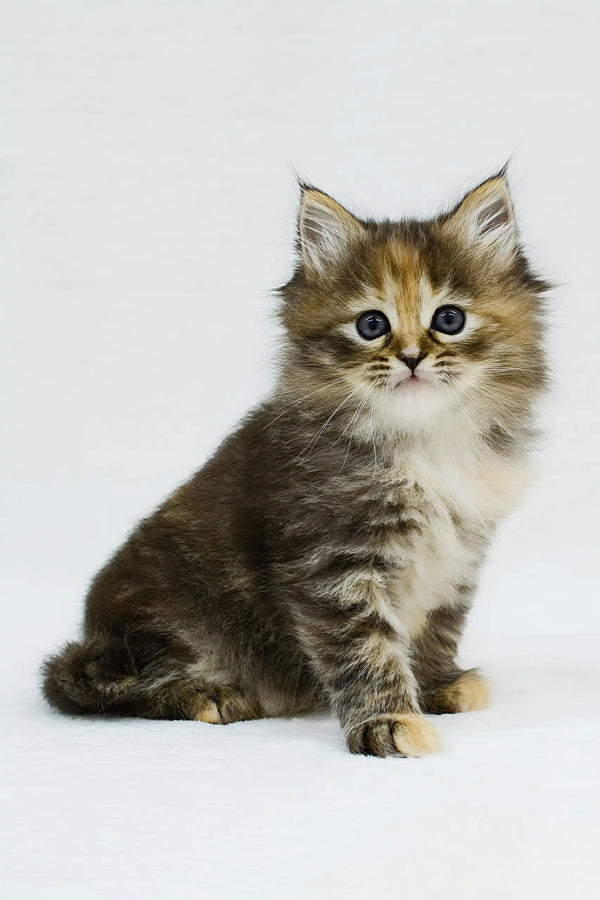 Raduga | siberian kitten