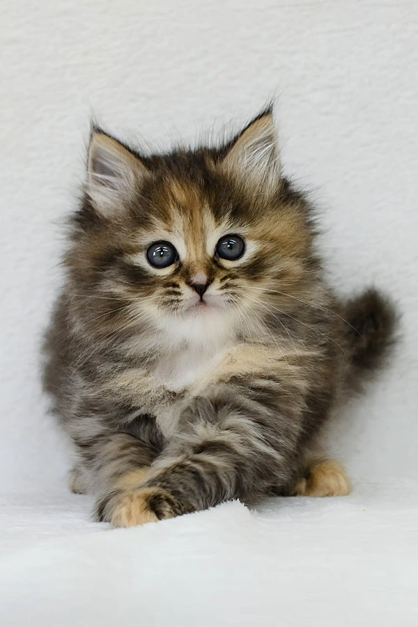Raduga | siberian kitten