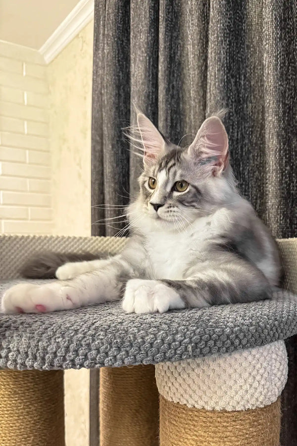 Rael | maine coon kitten