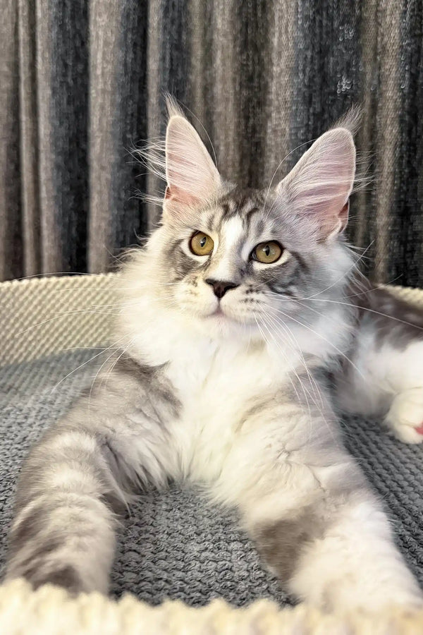 Rael | maine coon kitten