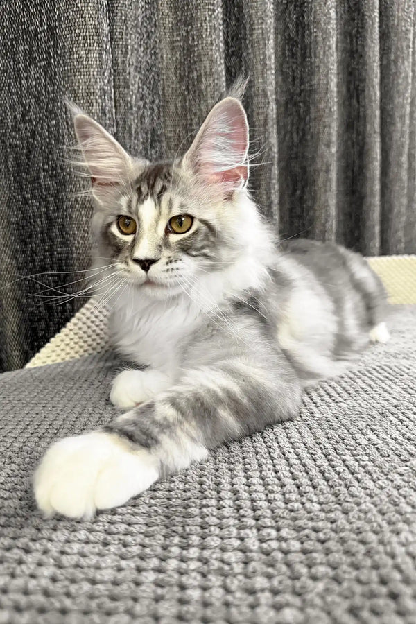 Rael | maine coon kitten