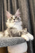 Rael | maine coon kitten