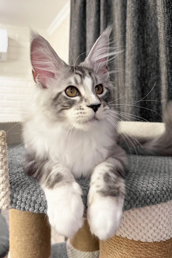 Rael | maine coon kitten