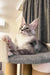 Rael | maine coon kitten