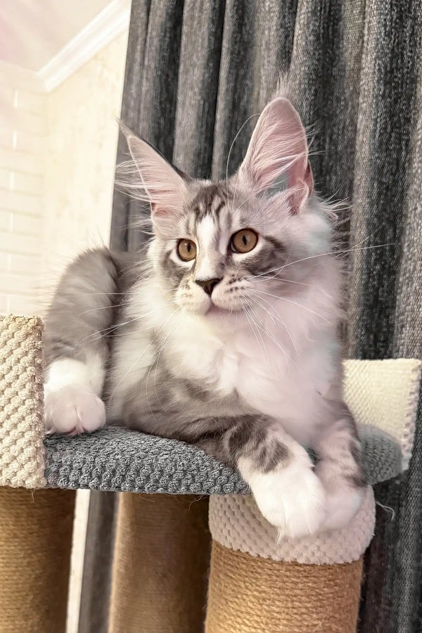 Rael | maine coon kitten